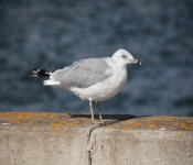 2013 10 12 DuluthWildLife  039